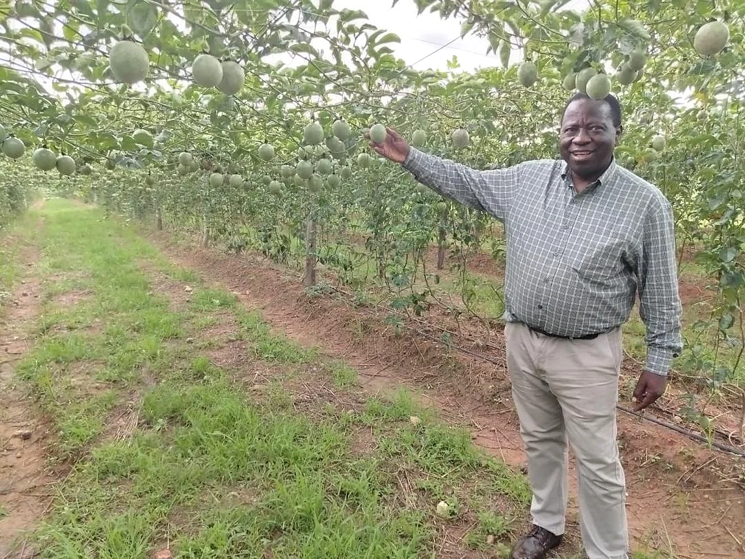 A Woyoz Ventures team member among passion fruit vines in Goromonzi