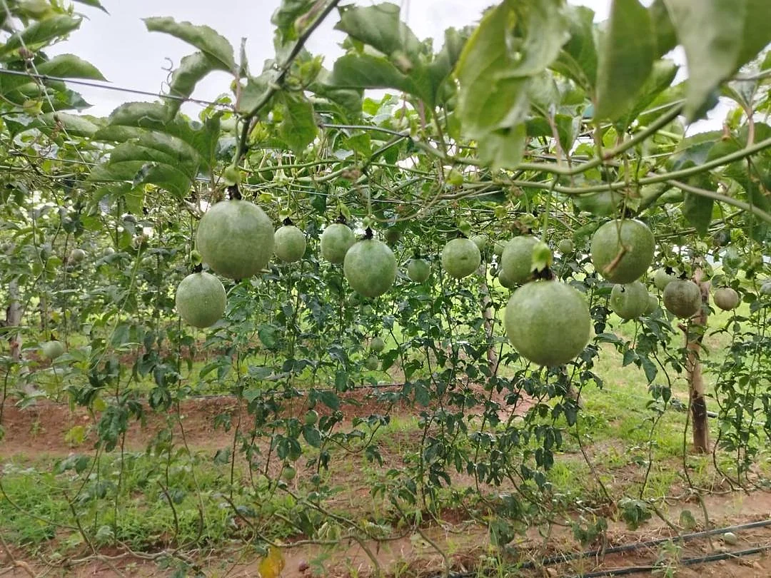 Passion fruit hanging from vines on the Woyoz Ventures farm